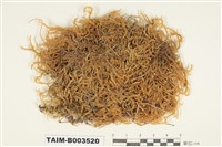 藏品(絹苔科)的圖片